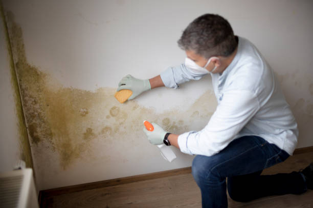 Best Commercial Mold Inspection  in Paxton, IL