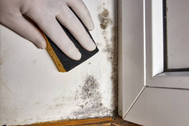 Professional Mold Removal in Paxton, IL